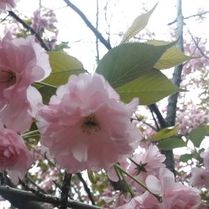 Meet your Posher, Marianna